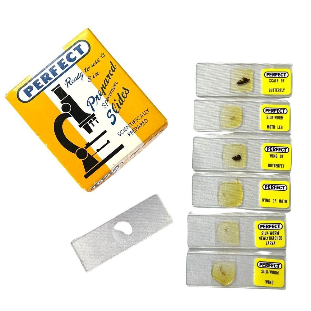6 Perfect Brand 1” x 3” Prepared Specimen Slides Butterflies and Worms No 810 - Picture 7 of 10
